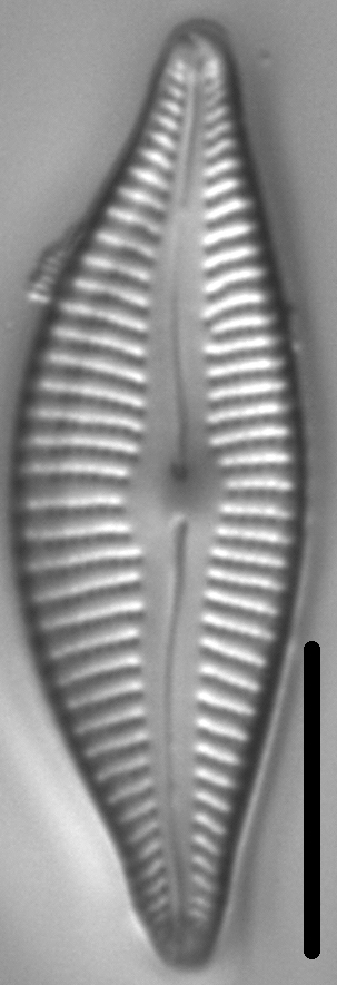 Cymbella designata LM4