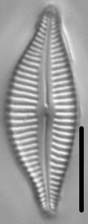 Cymbella designata LM6