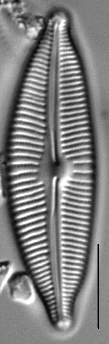 Cymbopleura sublanceolata LM4