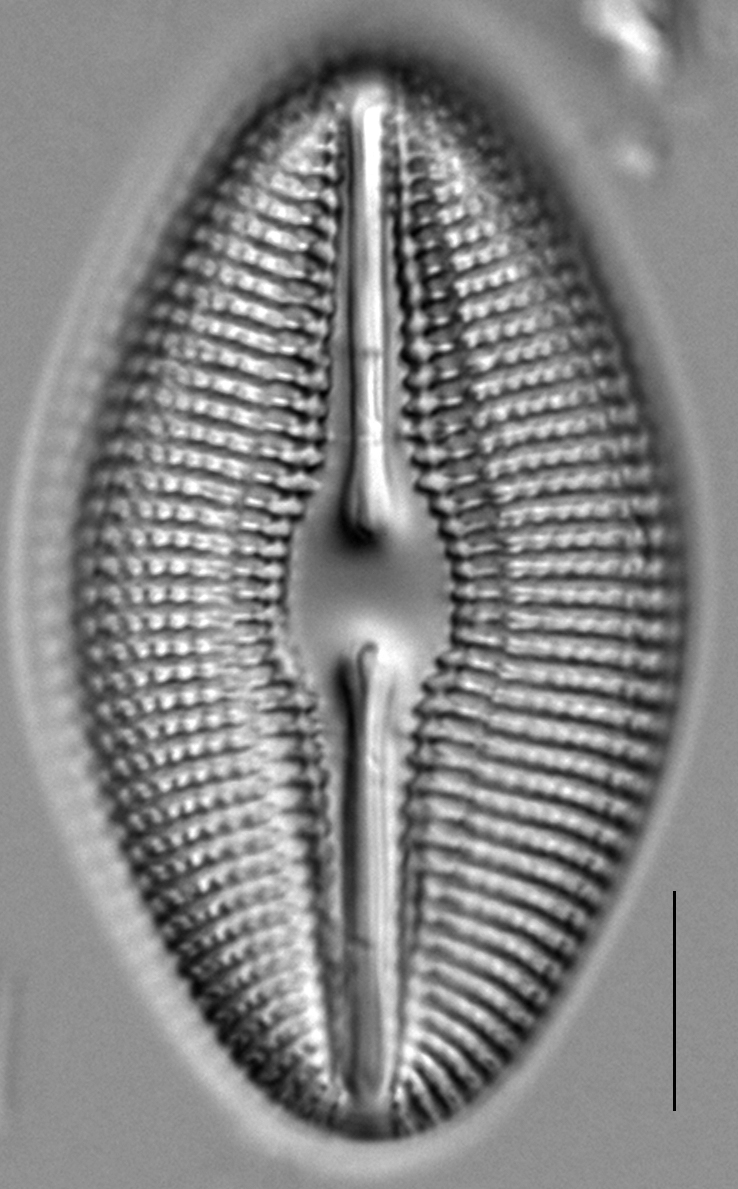 Dielliptica 2