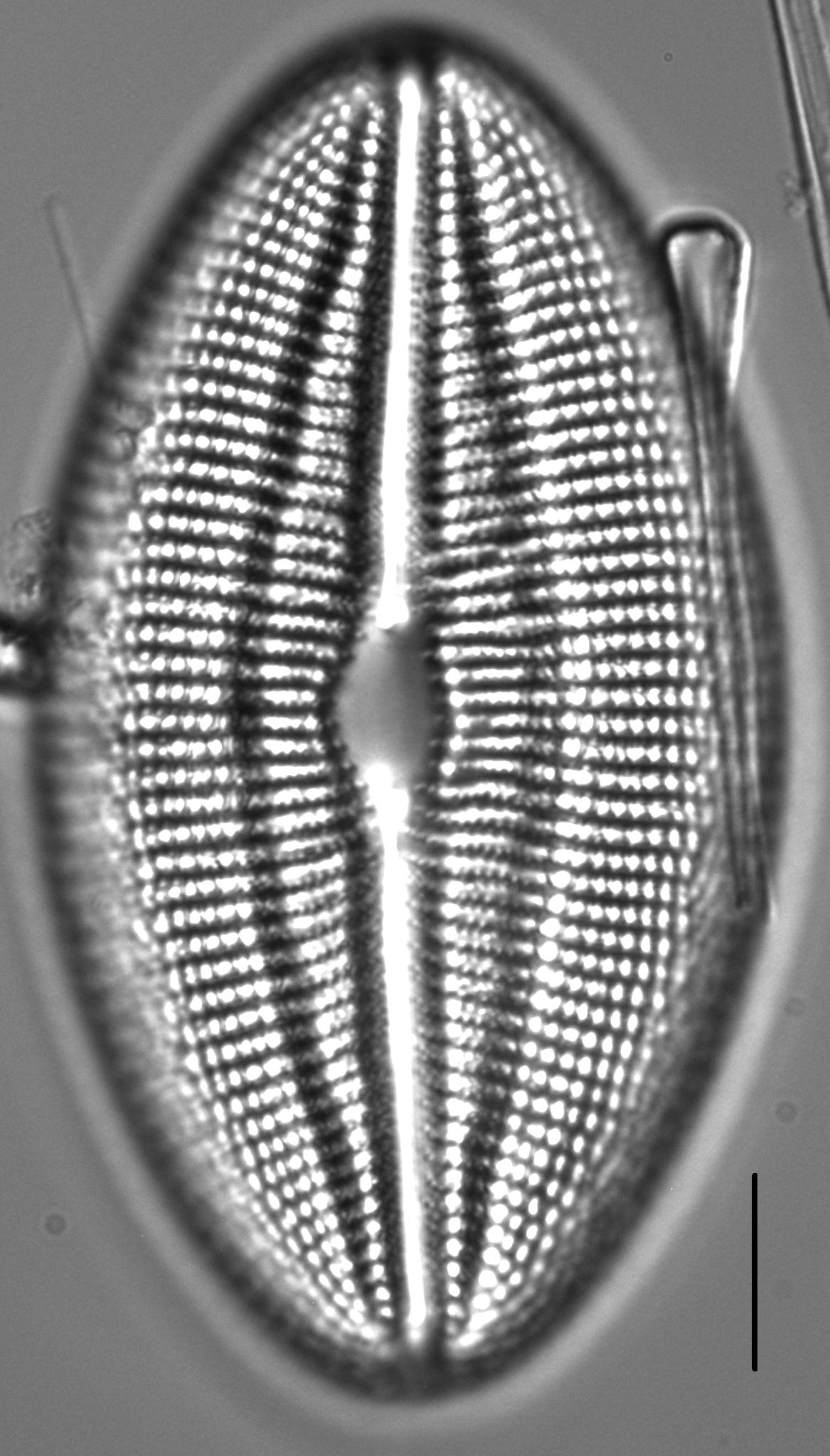 Diploneis finnica LM3