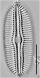 Diploneis boldtiana LM4