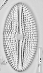 Diploneis calcilacustris LM4