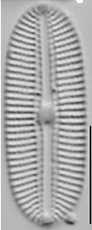 Diploneis potapovae LM8