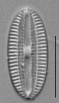 Diploneis submarginestriata LM4