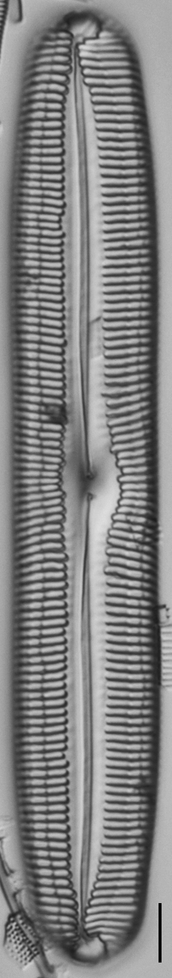 Pinnularia spinifera LM2