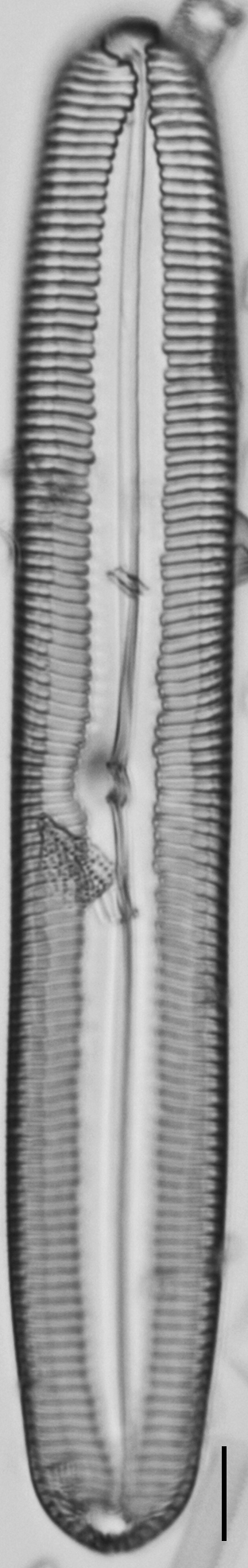 Pinnularia spinifera LM4