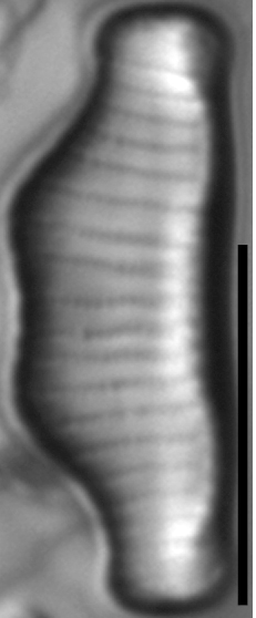 Eunotia kociolekii LM3