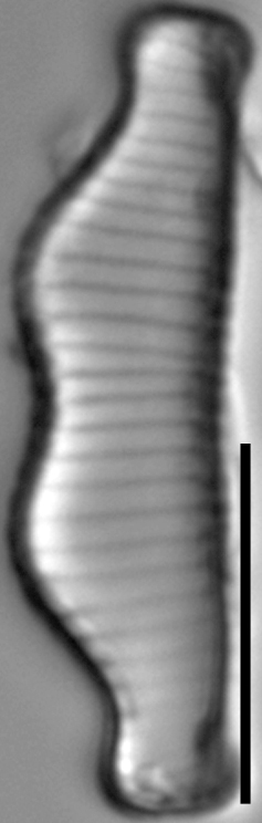 Eunotia kociolekii LM2