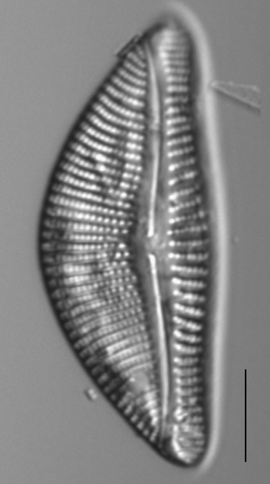 Encyonema latum LM5