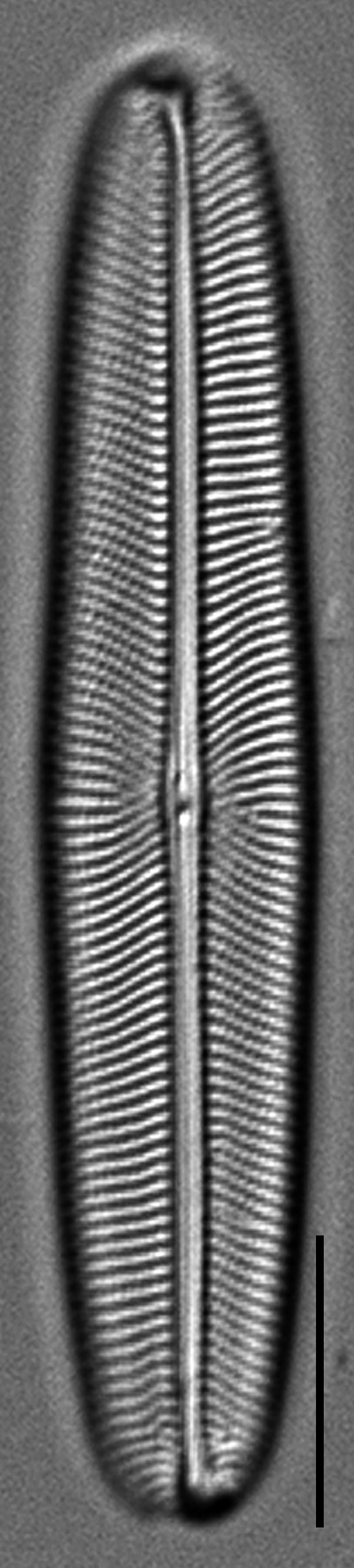 Envekadea metzeltinii LM3