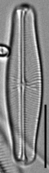 Envekadea vanlandinghamii LM1