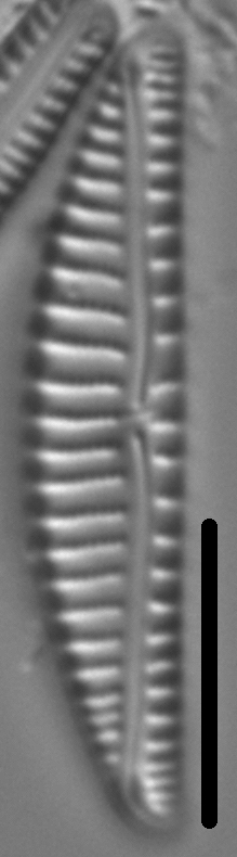 Encyonema paucistriatum LM6