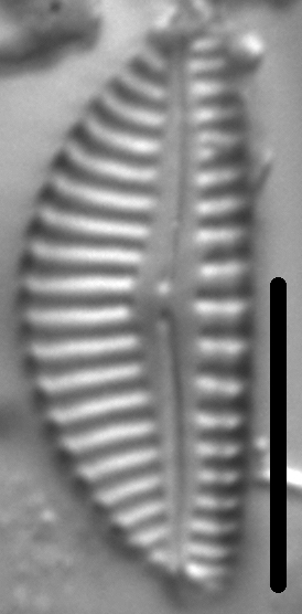 Encyonema montana LM2