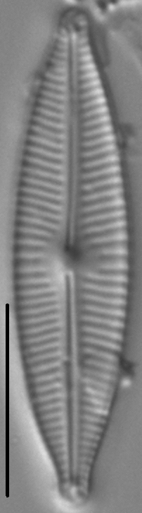 Encyonopsis Descripta 4