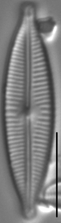 Encyonopsis Descripta 7