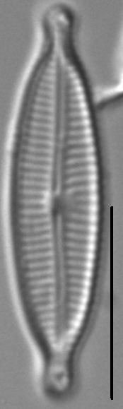 Encyonopsismedicinalis5