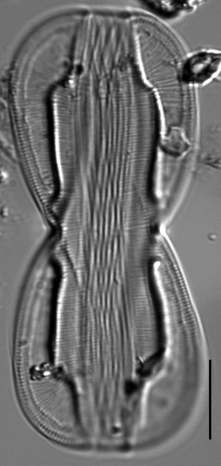 Entomoneis paludosa LM3