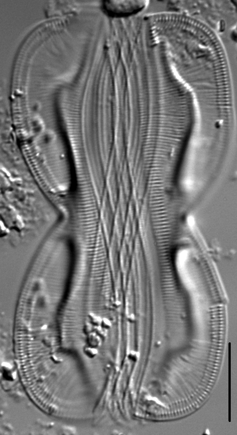 Entomoneis paludosa LM4