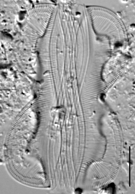 Entomoneis paludosa LM5