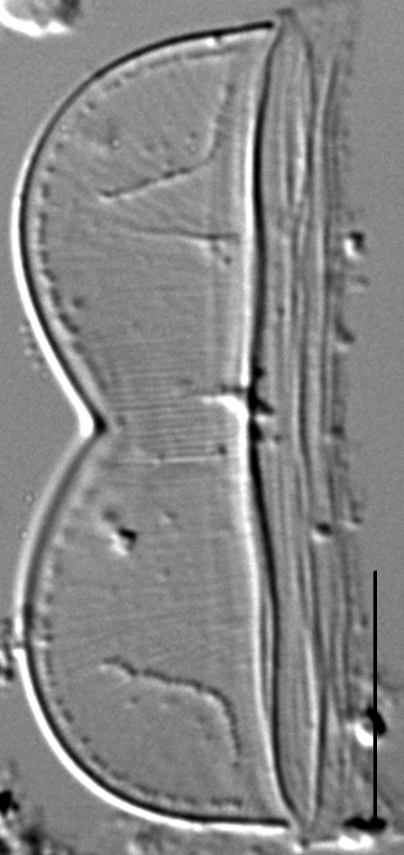 Entomoneis punctulata LM3