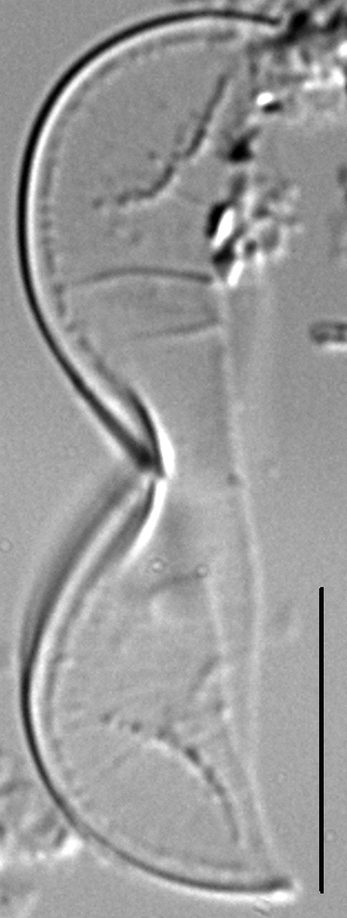 Entomoneis punctulata LM6