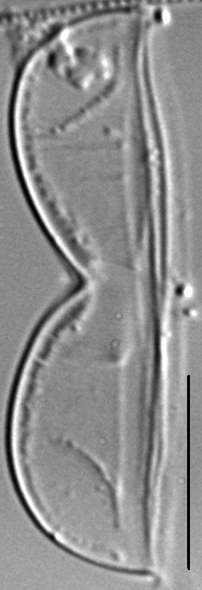 Entomoneis punctulata LM5