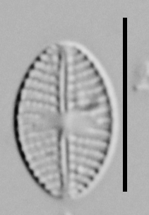 Eolimna Aboensis Mehp003 A 110817 45