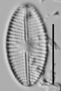 Eolimna Aboensis Vt10090 A 110917 43