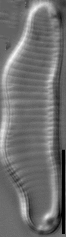 Eunotia boomsma LM6