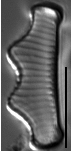 Eunotia subherkiniensis LM8