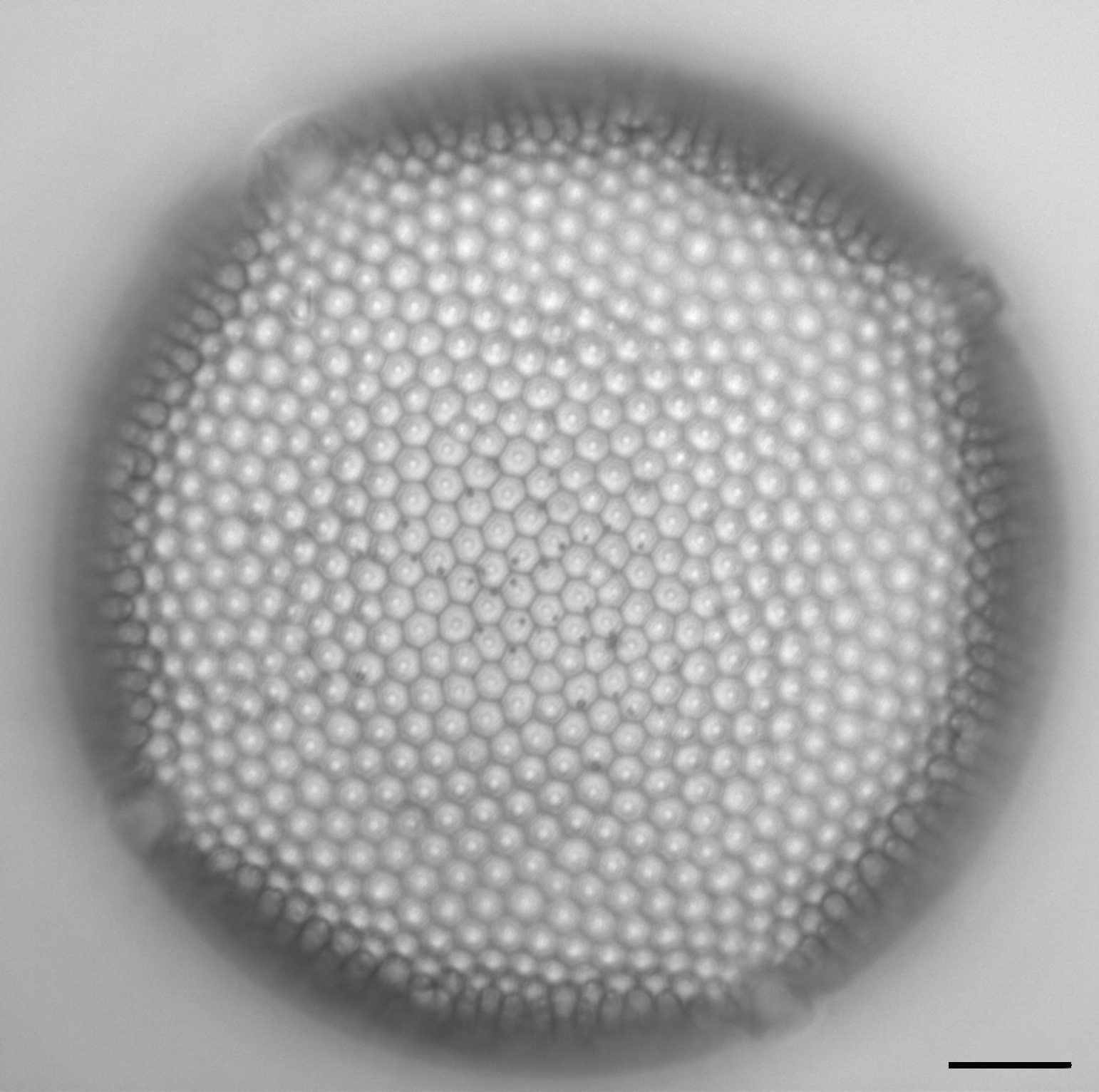 Eupodiscus Radiatus 057