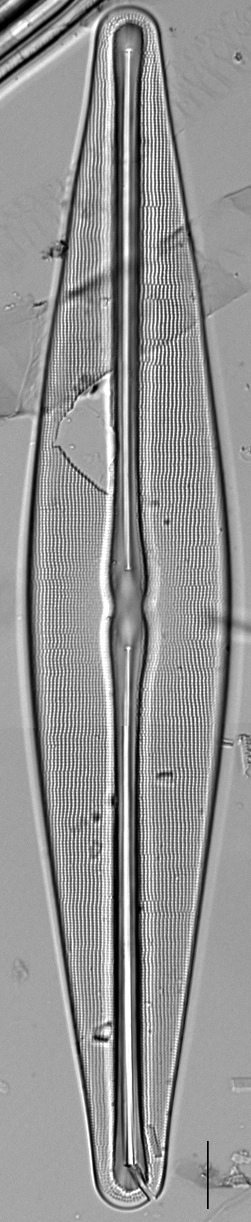 Frustulia bahlsii LM5