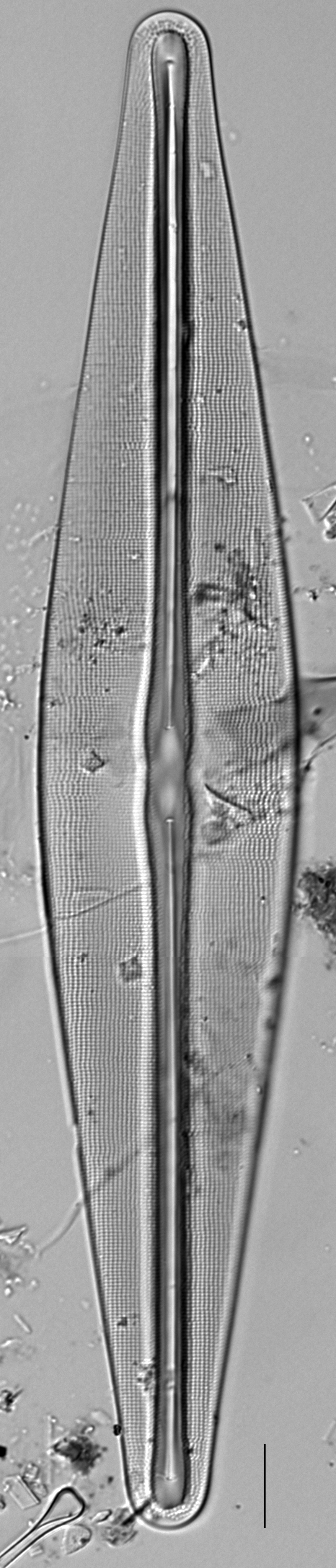 Frustulia bahlsii LM4