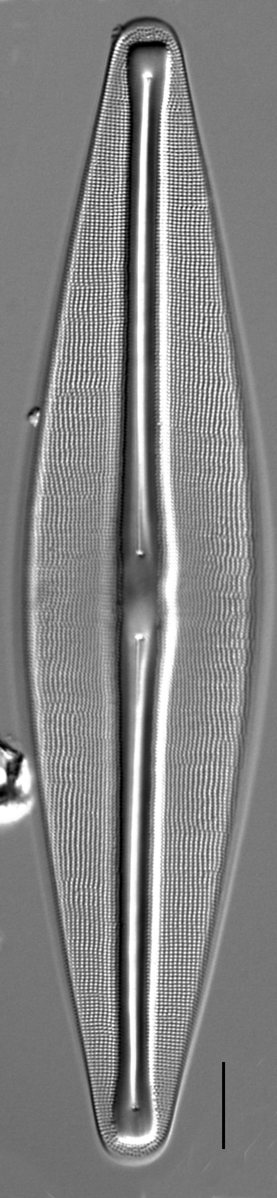 Frustulia bahlsii LM1