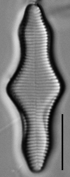 Fragilariforma polygonata LM3