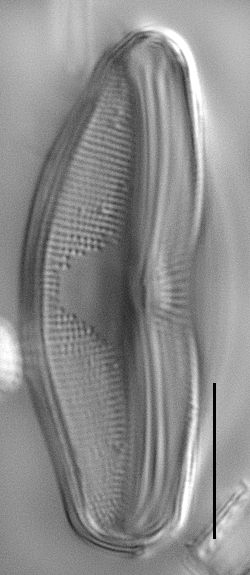 Eucocconeis flexella LM4