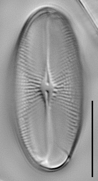 Eucocconeis flexella LM6