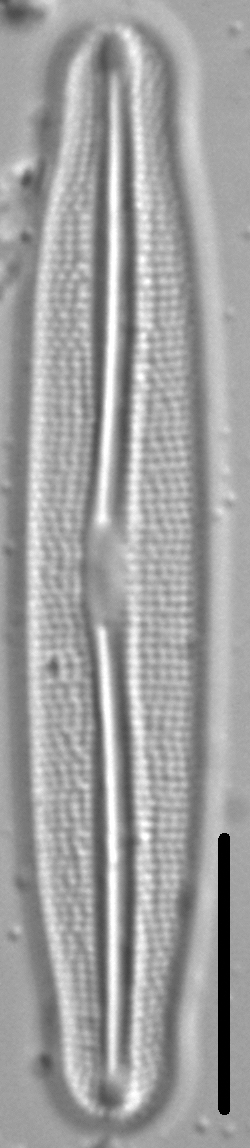 Frustulia amosseana LM4