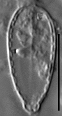 Surirella stalagma LM4