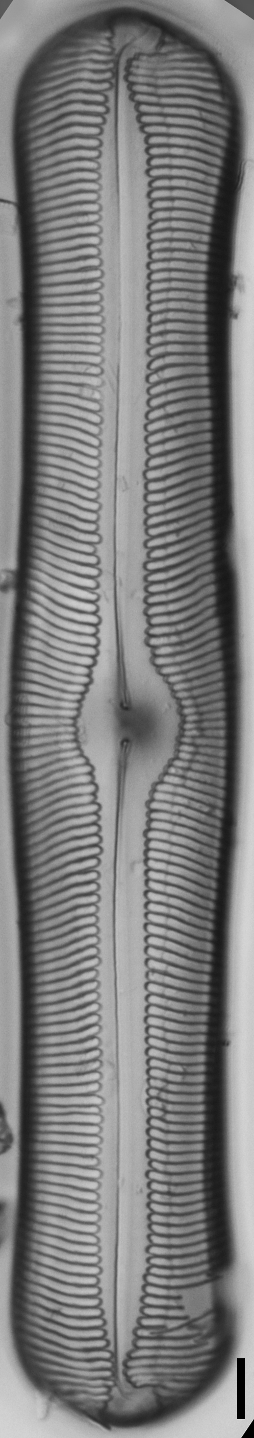 Pinnularia alabamae LM3