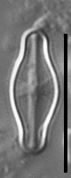 Sellaphora pulchra LM3