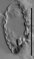 Surirella atomus LM3