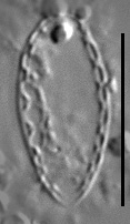 Surirella atomus LM4