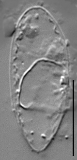 Surirella atomus LM5