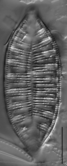 Gc1610 Amphioxys 2