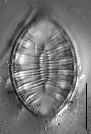 Gc1610 Amphioxys 5