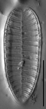 Surirella minuta LM6