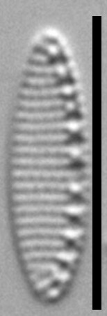 Nitzschia inconspicua LM1