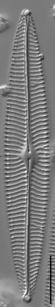 Navicula radiosa LM3